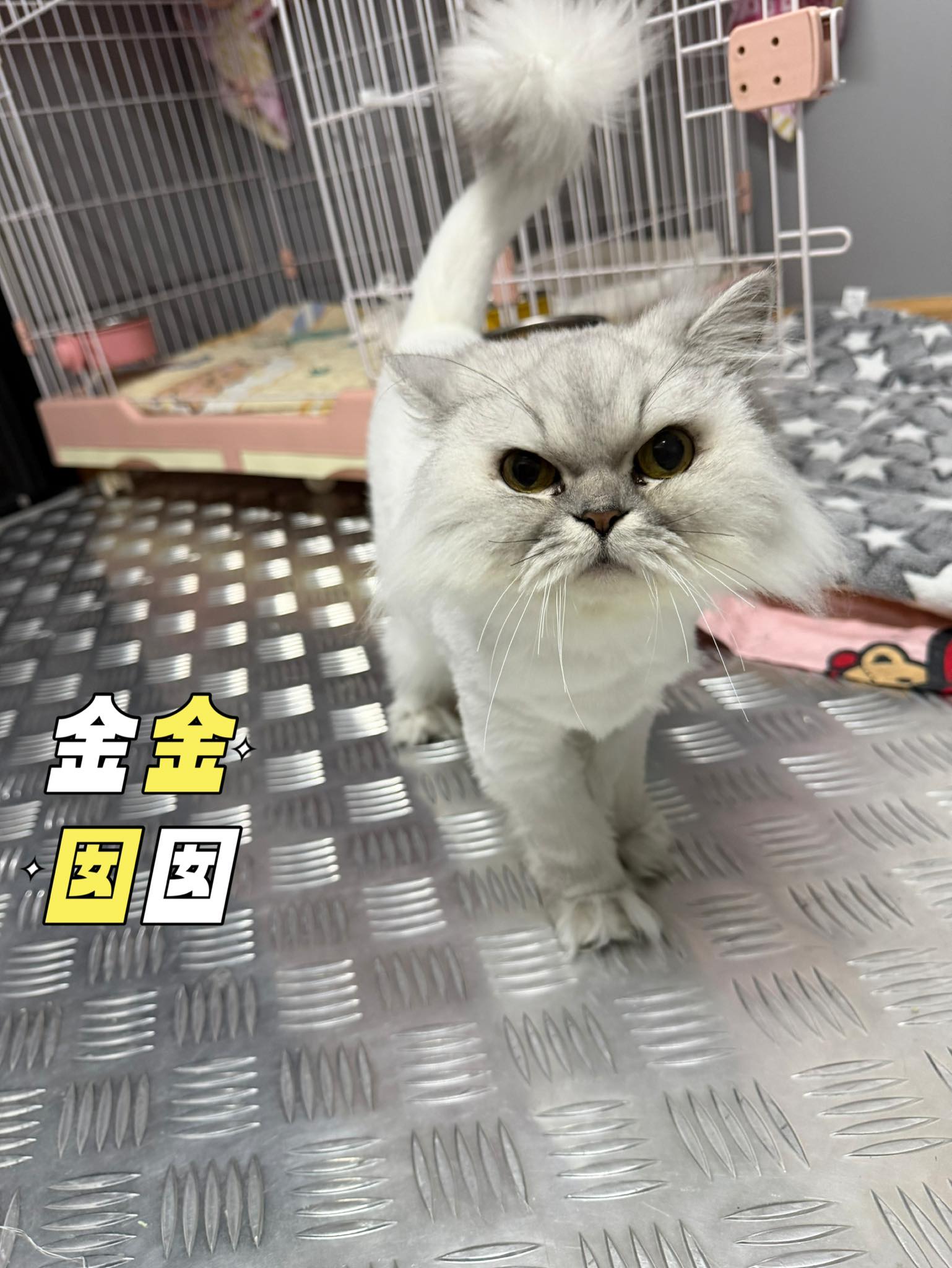 金金